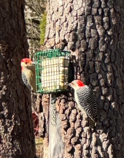 Backyard critter photo