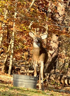 Backyard critter photo