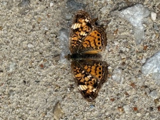 Backyard critter photo