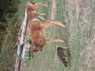 Backyard critter photo