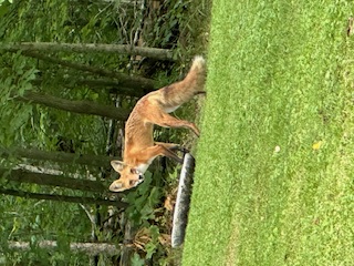 Backyard critter photo