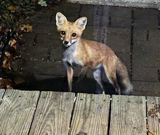 Backyard critter photo