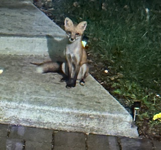 Backyard critter photo