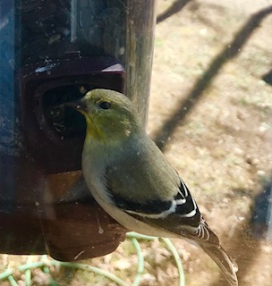 Backyard critter photo