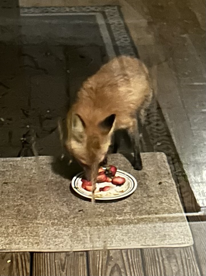 Backyard critter photo