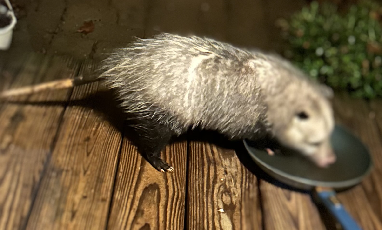 Backyard critter photo