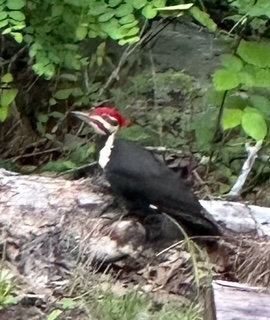 Backyard critter photo