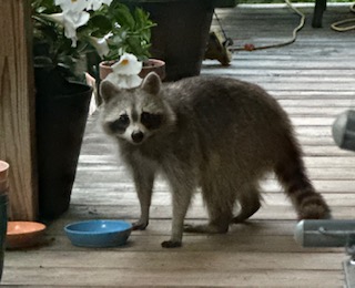 Backyard critter photo