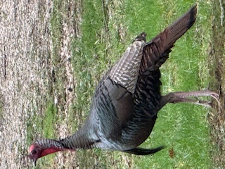 Backyard critter photo