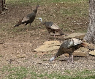 Backyard critter photo